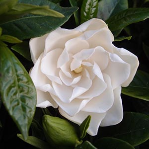 クチナシ（梔子） | オザキフラワーパーク | オザキフラワーパーク