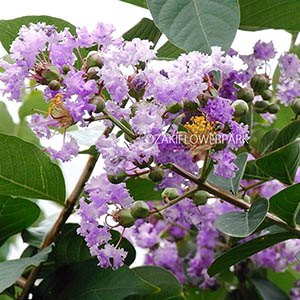 サルスベリ（百日紅） | オザキフラワーパーク