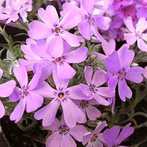 シバザクラ（芝桜） | オザキフラワーパーク