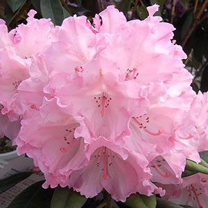 シャクナゲ（石楠花） | オザキフラワーパーク | オザキフラワーパーク