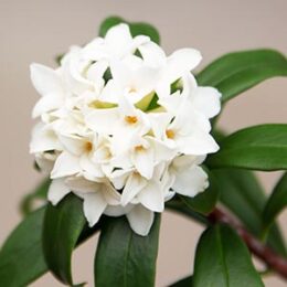 縁起木＊開運＊幹と根がぶっとく頑丈【沈丁花＊千里香＊大きな苗木】春到来芳しい香り 縁起木＊開運＊幹と根がぶっとく頑丈【沈丁花＊千里香