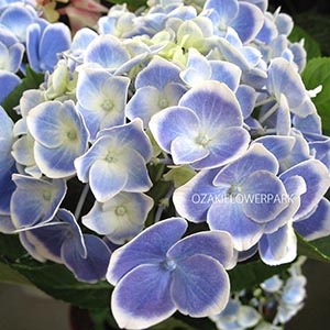 ハイドランジア（アジサイ） | オザキフラワーパーク | オザキフラワー