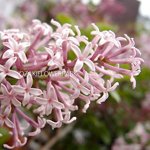 ライラック（リラ） | オザキフラワーパーク | オザキフラワーパーク