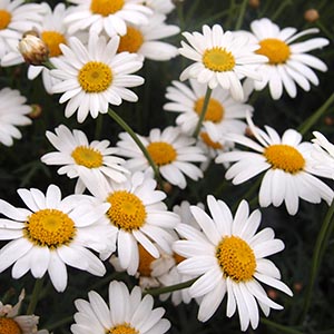 マーガレット | オザキフラワーパーク | オザキフラワーパーク