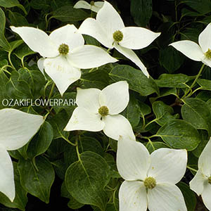 ヤマボウシ | オザキフラワーパーク | オザキフラワーパーク