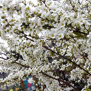 雪柳です ユキヤナギ - Wikipedia