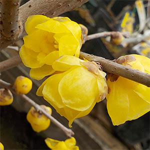 ロウバイ（蝋梅） | オザキフラワーパーク | オザキフラワーパーク