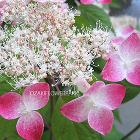 山アジサイ（山紫陽花） | オザキフラワーパーク | オザキフラワーパーク