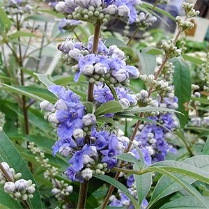 西洋ニンジンボク | オザキフラワーパーク