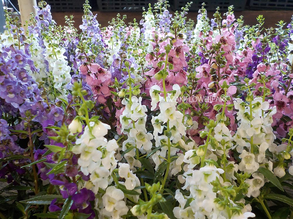 アンゲロニア オザキフラワーパーク