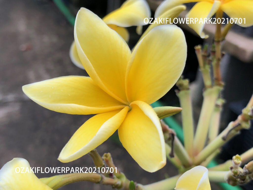 1f プルメリア開花株紹介 オザキフラワーパーク 1f プルメリア開花株紹介 オザキフラワーパーク