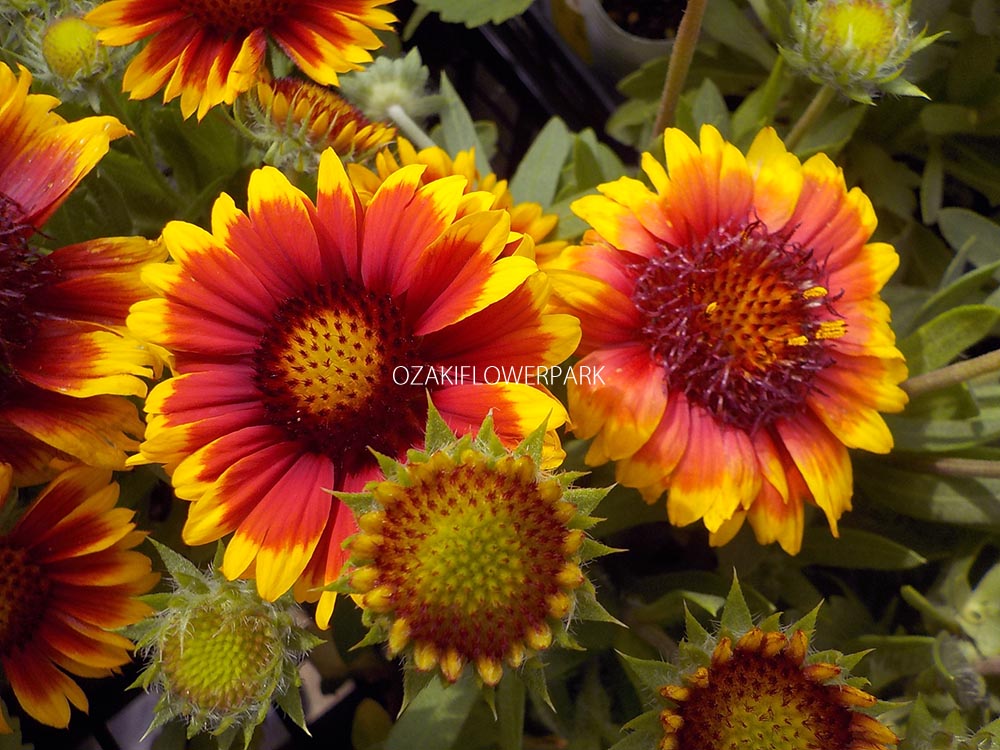 ガイラルディア オザキフラワーパーク