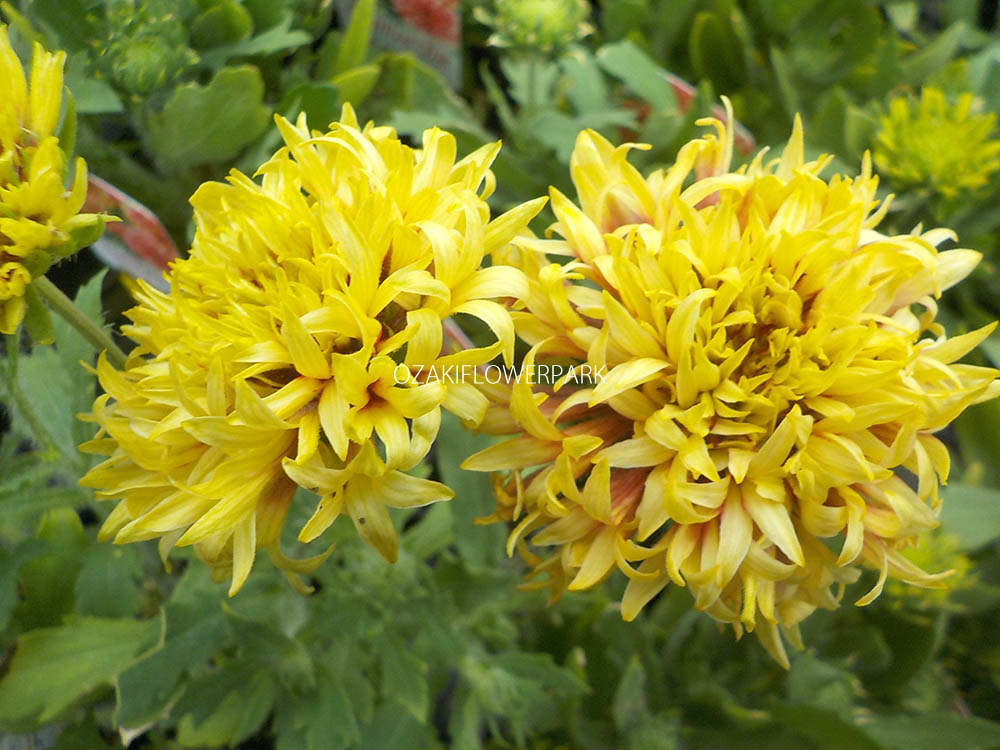 ガイラルディア オザキフラワーパーク