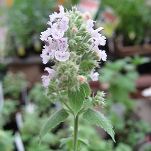 キャットニップ オザキフラワーパーク