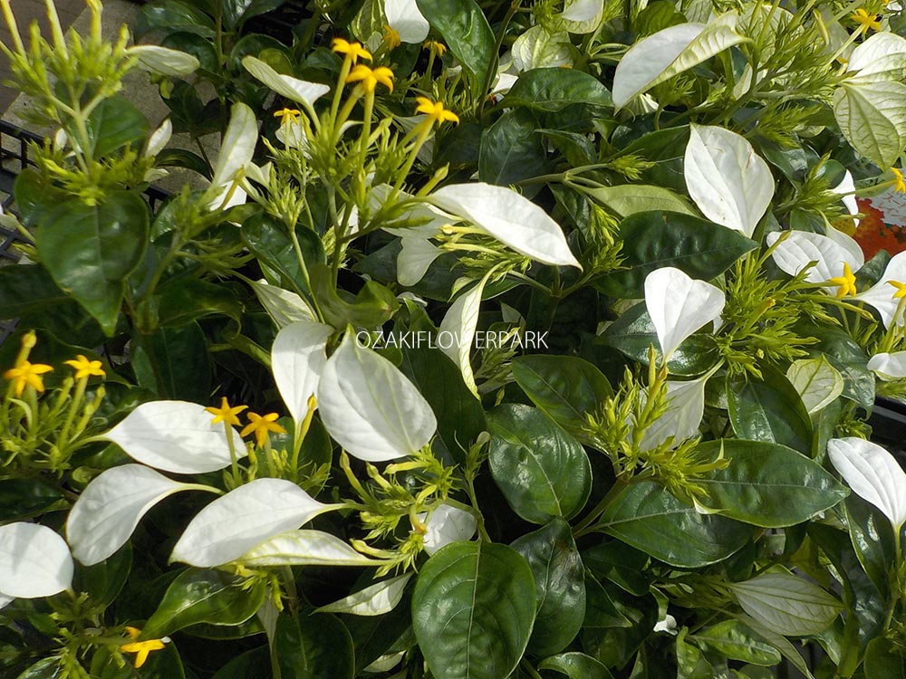 コンロンカ 崑崙花 ムッサエンダ オザキフラワーパーク コンロンカ 崑崙花 ムッサエンダ オザキフラワーパーク