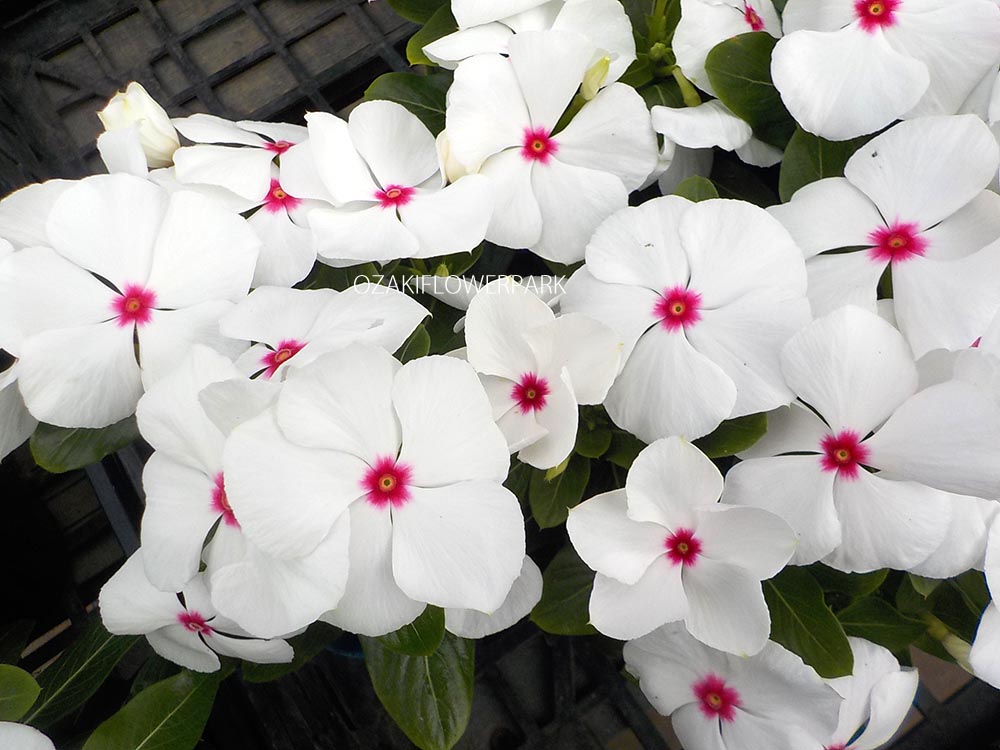 ニチニチソウ 日々草 ビンカ オザキフラワーパーク