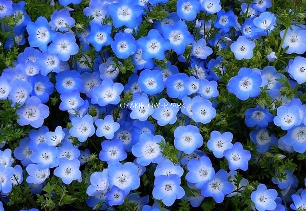 ネモフィラ オザキフラワーパーク