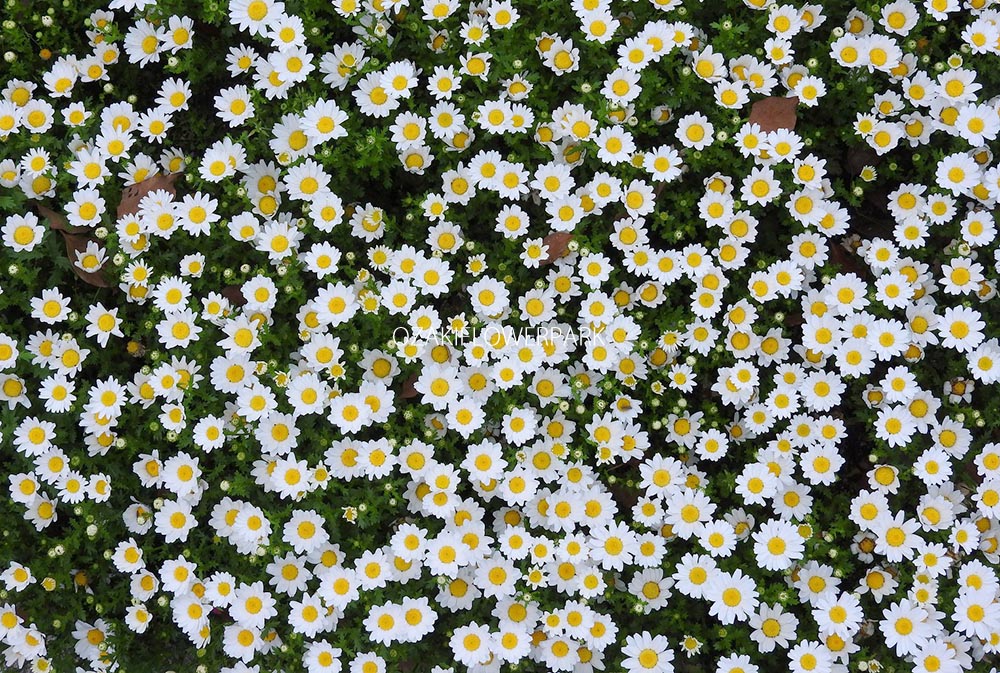 ノースポール クリサンセマム パルドサム オザキフラワーパーク