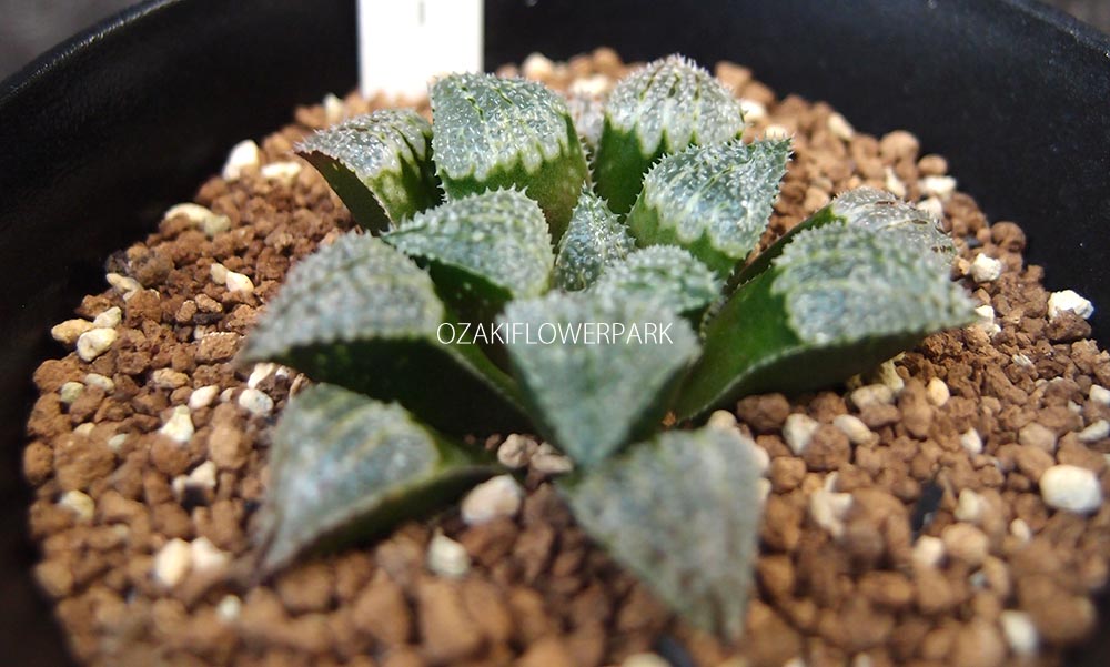 ハオルチア ハオルシア オザキフラワーパーク