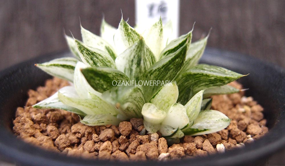 ハオルチア 万象 オーロラ錦（22d ハオルチア 多肉植物 オーロラ白糊斑  