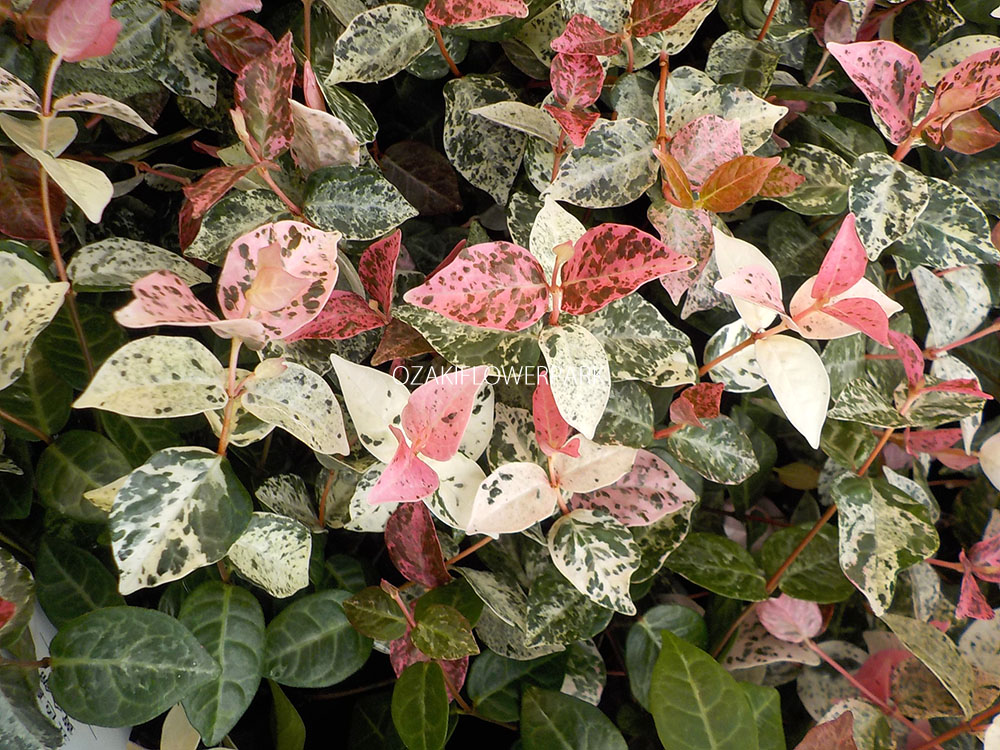 ハツユキカズラ オザキフラワーパーク