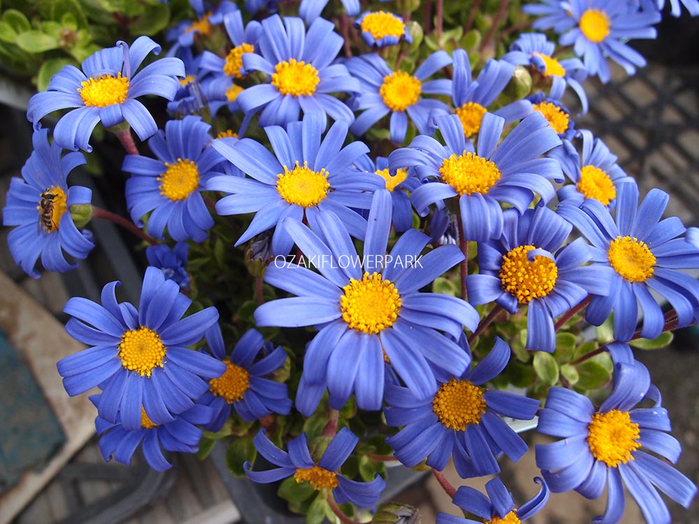 ブルーデージー オザキフラワーパーク