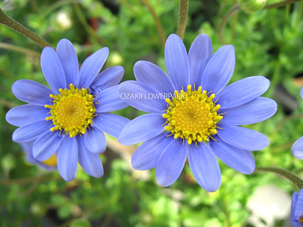 ブルーデージー オザキフラワーパーク