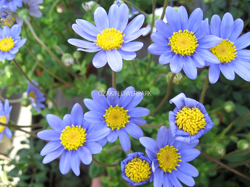 ブルーデージー様専用