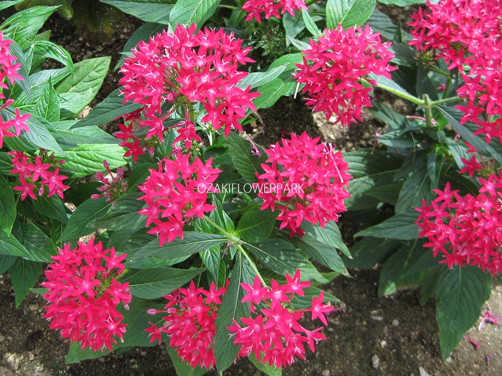 ペンタス オザキフラワーパーク