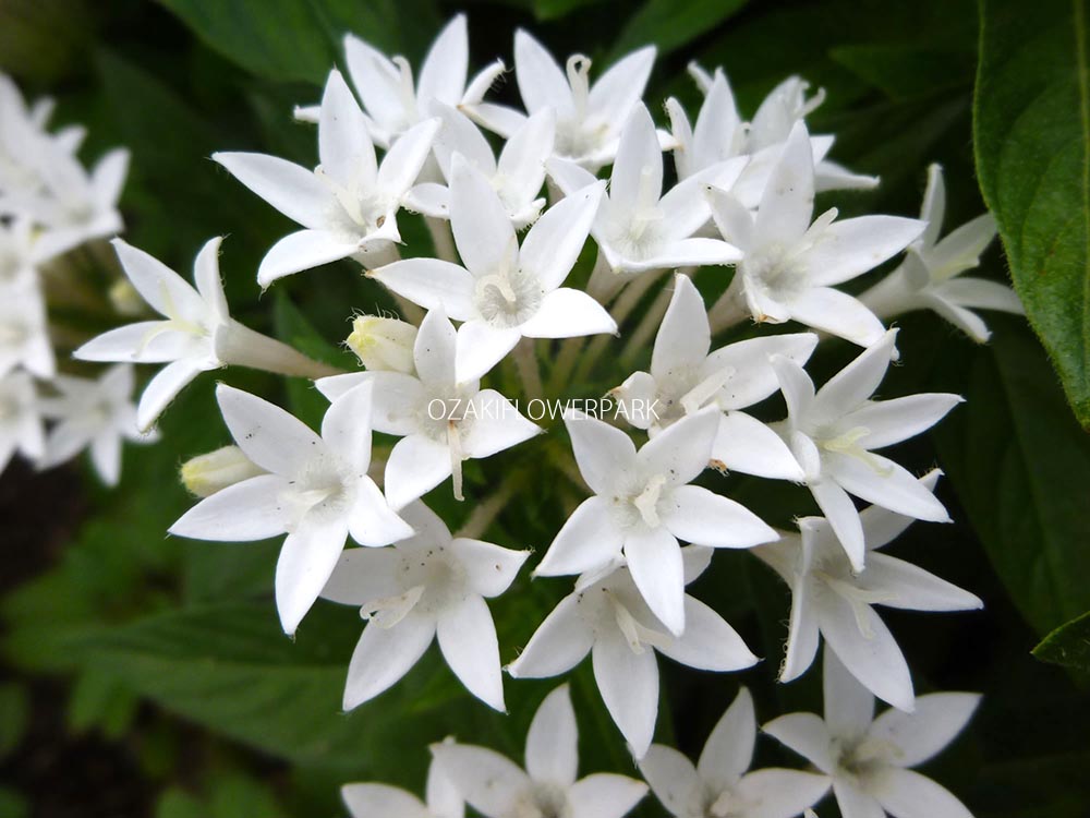 ペンタス オザキフラワーパーク