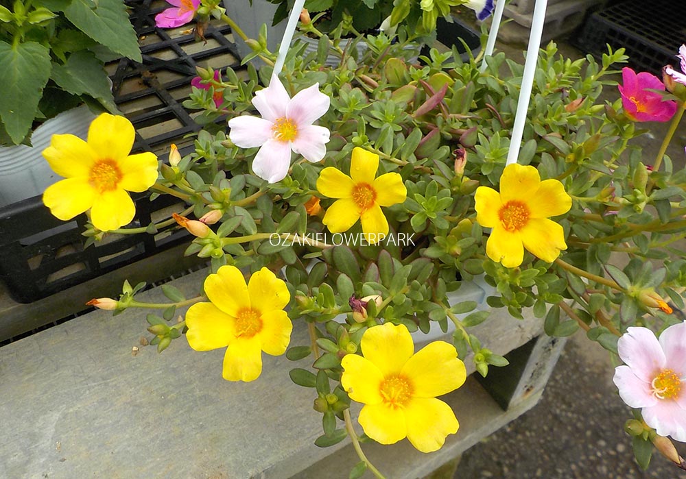 ポーチュラカ オザキフラワーパーク