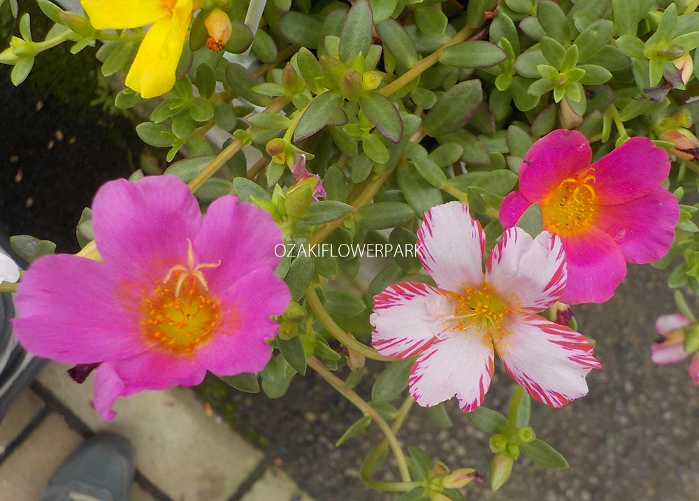 ポーチュラカ オザキフラワーパーク