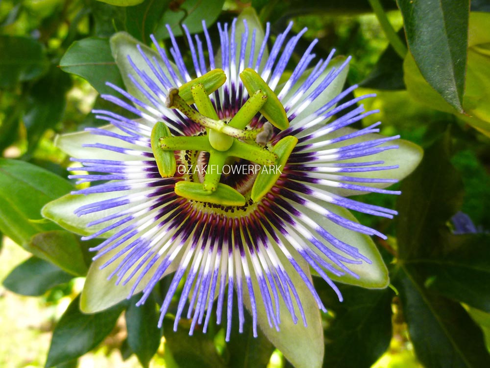 トケイソウ 時計草 オザキフラワーパーク