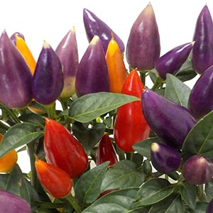 観賞用トウガラシ | オザキフラワーパーク 