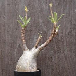 塊根植物 | オザキフラワーパーク | オザキフラワーパーク