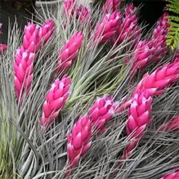 ブロメリア・エアープランツ Aechmea melodrama ブロメリア・エアープランツ Aechmea melodrama ブロメリア・エアー