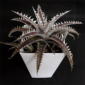 その他多肉植物 Dyckia Thunderous Roar ディッキア | オザキフラワーパーク | オザキフラワーパーク
