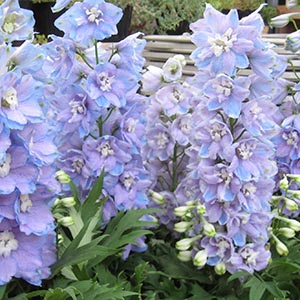 デルフィニウム デルフィニウム | オザキフラワーパーク