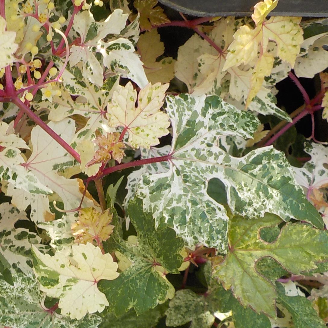 ノブドウ（野葡萄） | オザキフラワーパーク