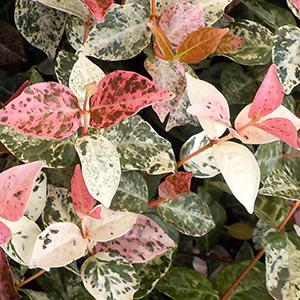 ハツユキカズラ | オザキフラワーパーク