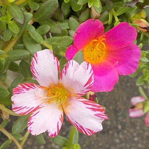 ポーチュラカ ピンク 紫 花 ポーチュラカ | オザキフラワーパーク | オザキフラワーパーク