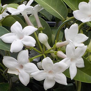 マダガスカルジャスミン | オザキフラワーパーク | オザキフラワーパーク