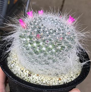 マミラリア | オザキフラワーパーク | オザキフラワーパーク