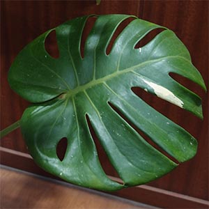 開花結実実績あり！ 特大のモンステラ꧂ 開花結実実績あり！ 特大の