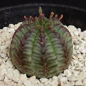 ユーフォルビア・オベサ（多肉植物） | オザキフラワーパーク