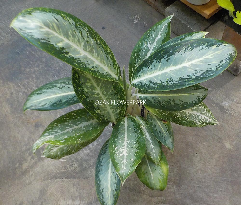 アグラオネマ アグラオネマ ビクトリー オザキフラワーパーク