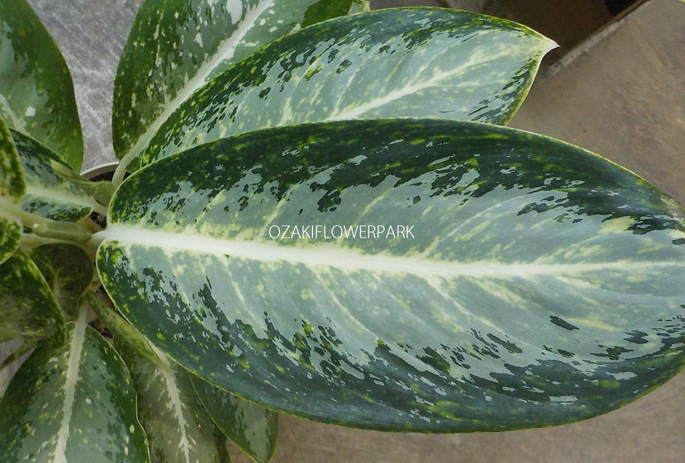 アグラオネマ アグラオネマ ビクトリー オザキフラワーパーク