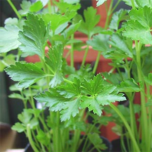 イタリアンパセリ オザキフラワーパーク