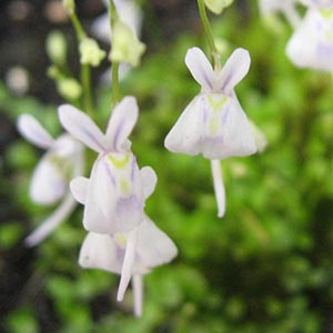 ウサギゴケ ウトリクラリア サンダーソニー オザキフラワーパーク