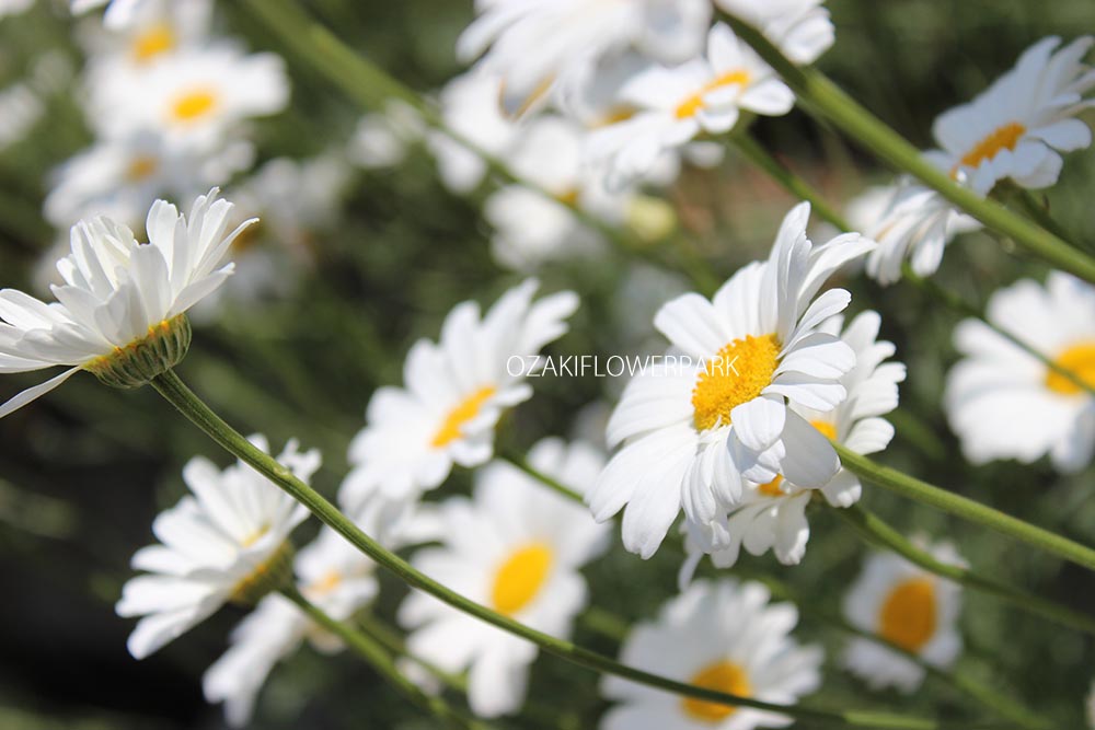 ジョチュウギク 除虫菊 オザキフラワーパーク